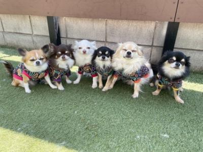 チワワの変顔写真ってあるんだ…6匹全員がまさかの”細目”、奇跡の1枚に「今年一番の残念集合写真」