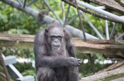 チンパンジー・アイ、49歳で「息を引き取りました」研究センターが報告　人間の研究に貢献