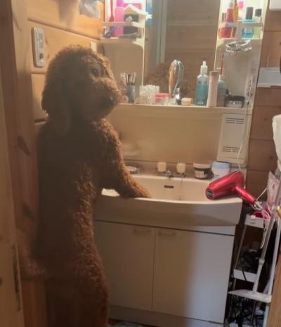 僕イケてる？　洗面台で身だしなみチェックをする“スタンドアッププードル”に「中に人間入ってるかと思った」「スキンウォーカーじゃん」