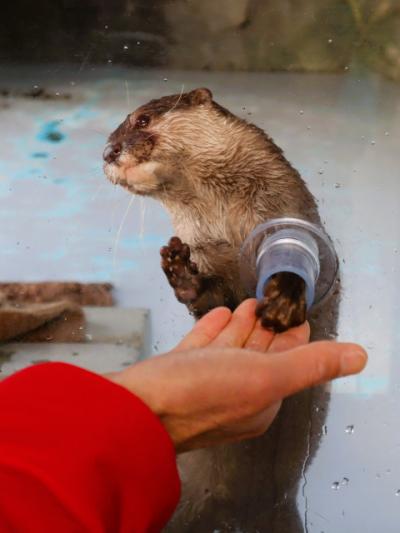四国水族館、「コツメカワウソのふれあい体験」を正式プログラムとして開始　昨年12月期間限定で開催→通年で継続決定