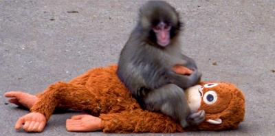 “子ザルのパンチが話題”市川市動植物園が声明　引きずられ動画拡散に説明「パンチの頑張りを応援して」