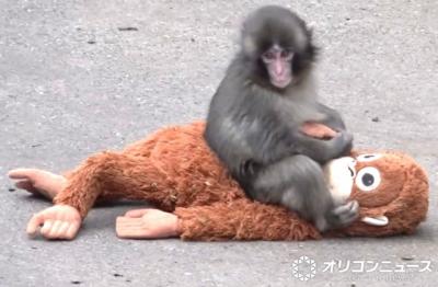 子ザルのパンチくん「いよいよオランママ卒業かなぁ」　ぬいぐるみなしで仲良く遊ぶ姿が話題　市川市動植物園が近況を報告