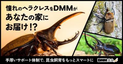 ＤＭＭ、カブトムシ・クワガタ通販サービス開始　「DMM昆虫」ヘラクレスオオカブトなど飼育・繁殖・標本までサポート