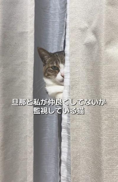 カーテンの隙間から監視猫がジロり…夫が大好きすぎて家庭内の”懐き方”に差、妻の嘆き「私はいつもご飯係」