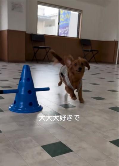 ドッグラン大好きな犬が期待に満ちた表情から一転？　扉を開けた瞬間に…「声出して笑っちゃいましたww」