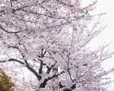 開成高校「2026年度大学入試結果」を公表　東大の合格者数は「198」…現役は「143」