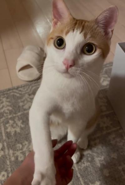 意思表示が完璧…なでようとしたら前脚でピタッ、3歳猫の拒否姿に145万再生「わりと目がマジ」「ちがう、そうじゃない笑」