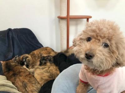 「犬は嫌そうです」“困り顔”に爆笑、ひとりで寝たい犬vs自由すぎる猫たち…愛情表現が尊くて泣きそう？