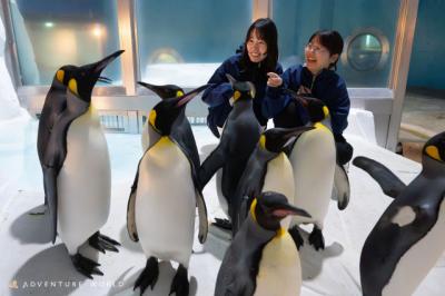 ペンギンの秘密エリアに潜入→息遣い感じるほど超接近　和歌山アドベンチャーワールドで限定開催【概要】