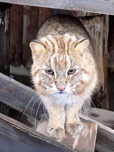 井の頭自然文化園、アムールヤマネコ相次いで死ぬ　9頭のうち6頭が体調不良　17、18日に各1頭が死亡