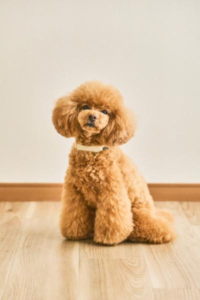 「かわいい」「尊い」Xで話題の愛犬用スマート首輪、担当者が開発背景明かす