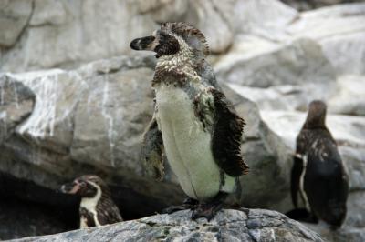 換羽中のペンギンに近づくと「めっちゃにらまれる」　水族館が紹介した超かわいい姿の理由は？