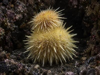 どう見ても“鏡餅” ちょこんと重なる「カガミモチウニ」が2匹重なる理由