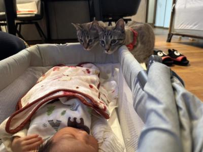 「ジトー…」ベビーベッドを覗き込む“お兄ちゃん猫”2匹、「赤ちゃんが寝た隙を見計らって甘えに来る」ギャップがたまらない