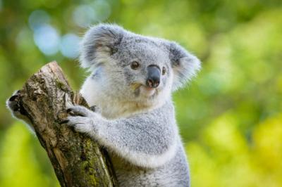 「泣きもせんと…、偉いな」多摩動物公園のコアラ“あずま”の採血動画が1562万表示　じっと腕を差し出す姿も